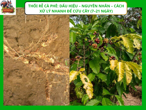 Thối rễ cà phê Dấu hiệu – nguyên nhân – cách xử lý nhanh để cứu cây (7–21 ngày) (3)