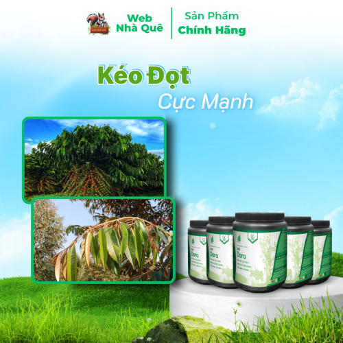 Combo 10 Hủ Phân Bón Acti Dora Siêu Kéo Đọt, Bật Chồi Nhanh, Thúc Trái Nhanh Lớn (500g pha 400 lít) thumb