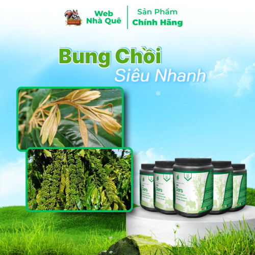 Combo 10 Hủ Phân Bón Acti Dora Siêu Kéo Đọt, Bật Chồi Nhanh, Thúc Trái Nhanh Lớn (500g pha 400 lít) thumb