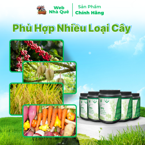 Combo 10 Hủ Phân Bón Acti Dora Siêu Kéo Đọt, Bật Chồi Nhanh, Thúc Trái Nhanh Lớn (500g pha 400 lít) thumb