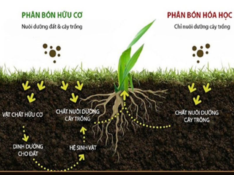 lam dung moi viec nay cay an phan tot re khong bi hu (5)