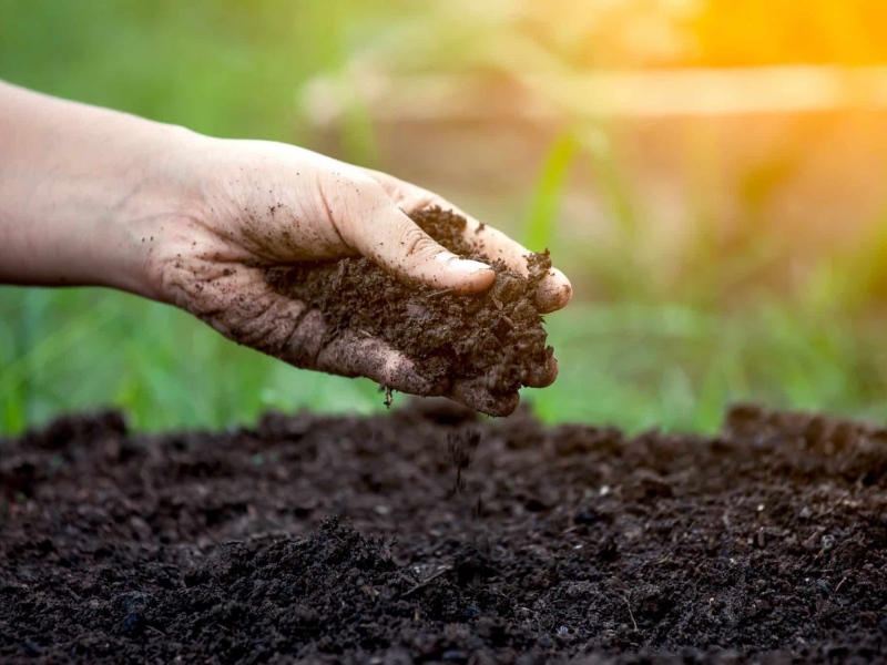 phan humic (1)