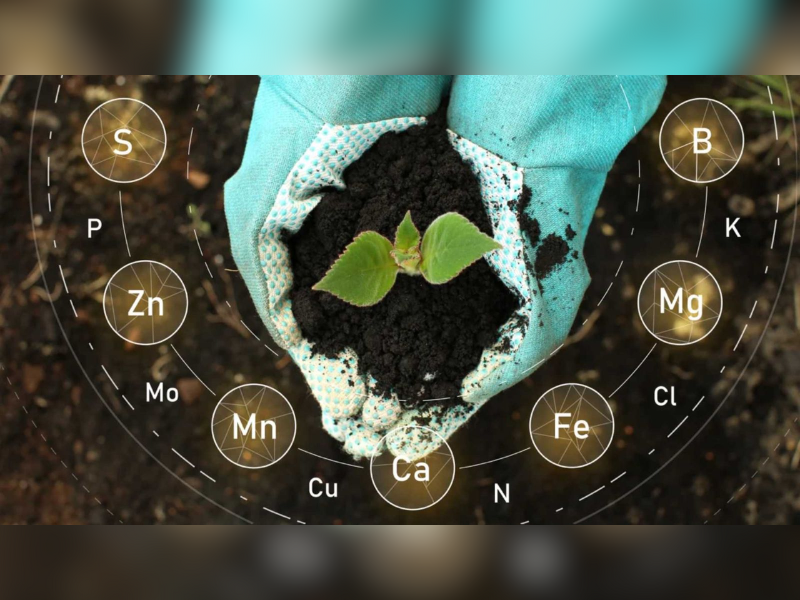 phan humic (2)