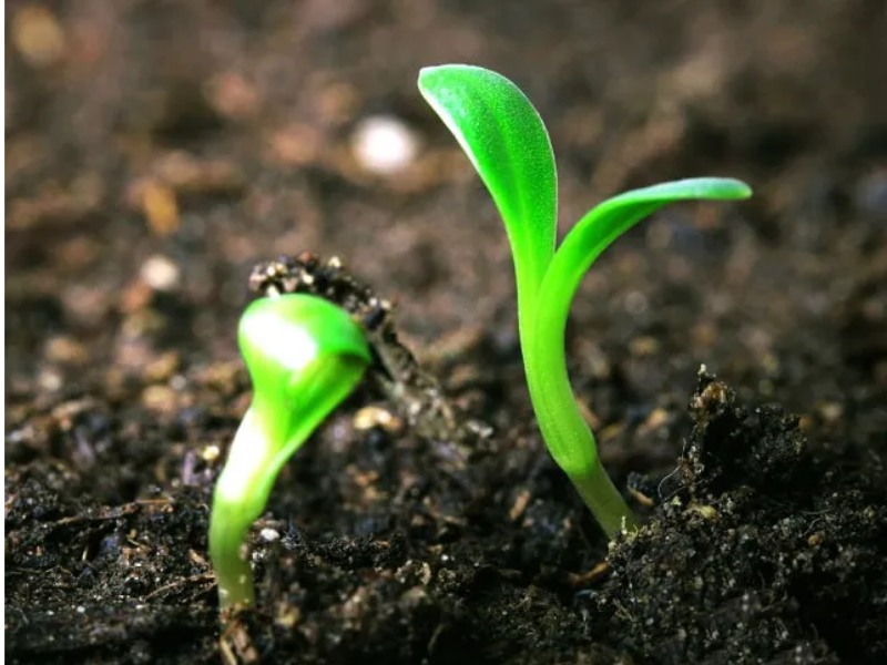 phan humic (6)