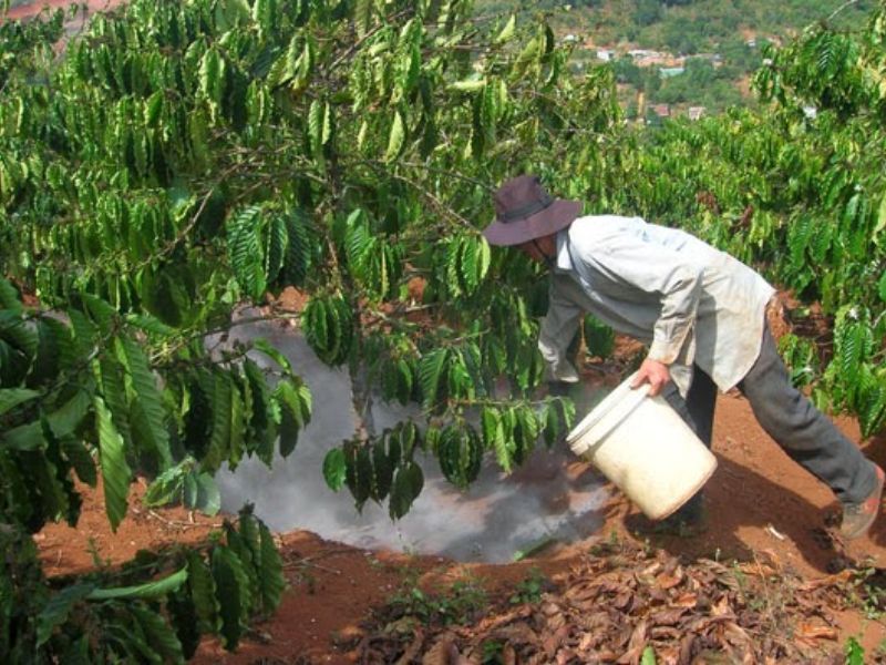 quy trinh bon phan cay sau rieng va cay ca phe (1)