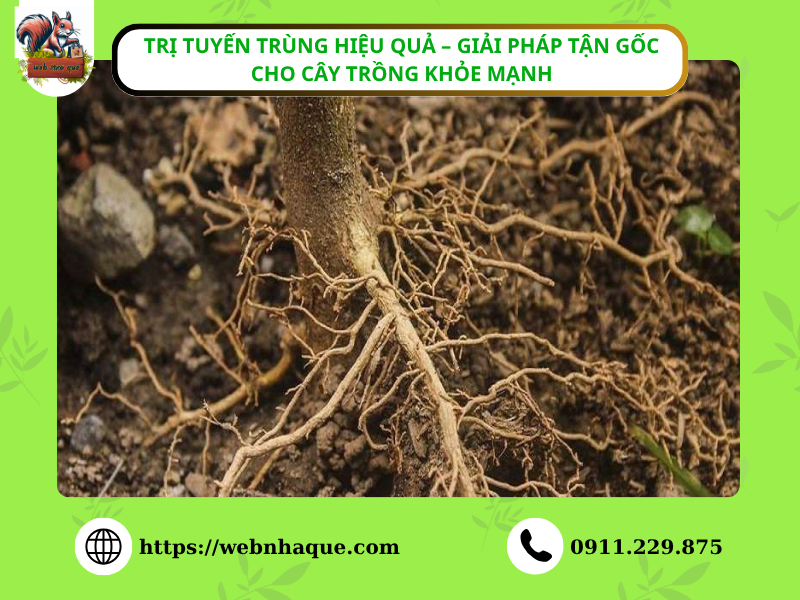 Trị Tuyến Trùng Hiệu Quả – Giải Pháp Tận Gốc Cho Cây Trồng Khỏe Mạnh