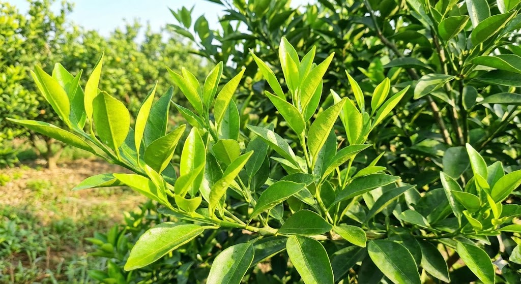 coi dot moi dong loat xanh muot